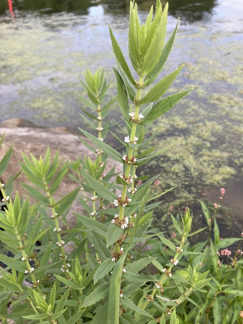Rough Bugleweed photo 2