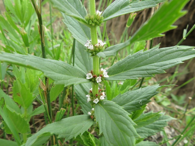 Rough Bugleweed photo 3
