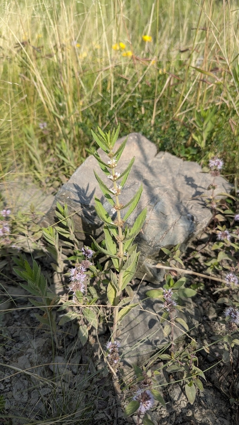 Rough Bugleweed photo 4