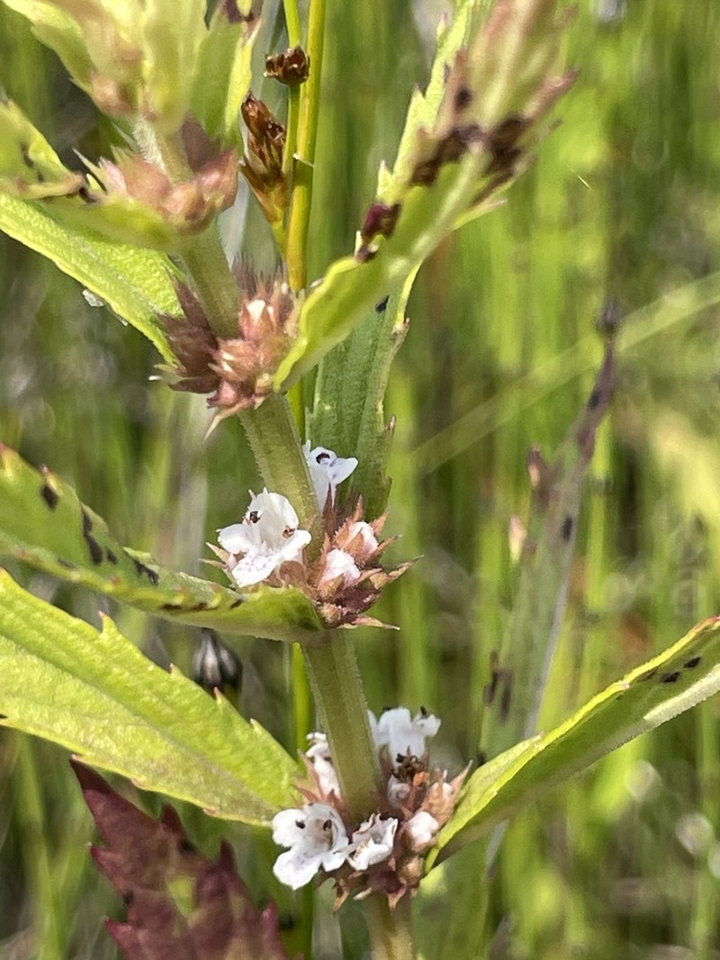 Rough Bugleweed photo 5