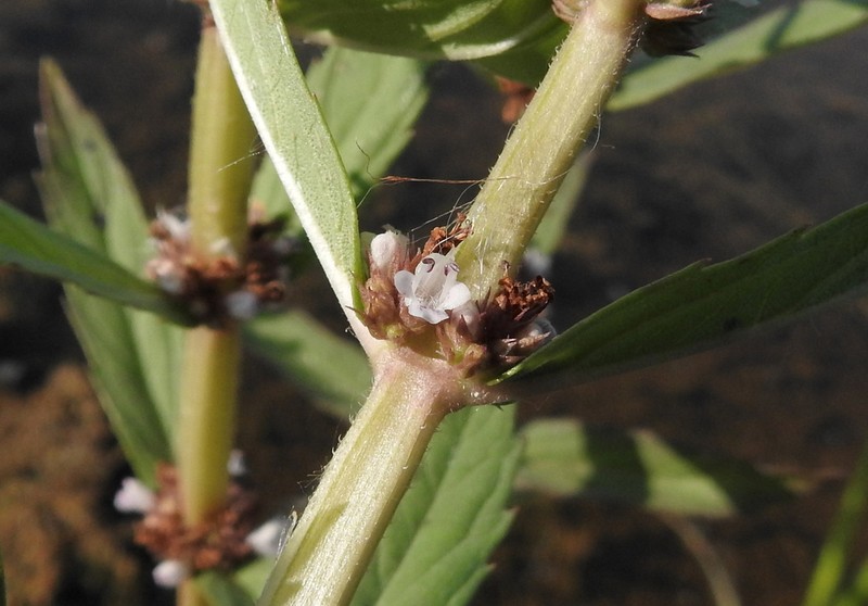 Rough Bugleweed photo 6