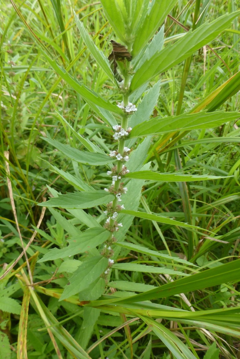 Rough Bugleweed photo 7