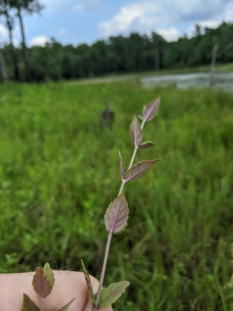 Carolina Water Horehound photo 2