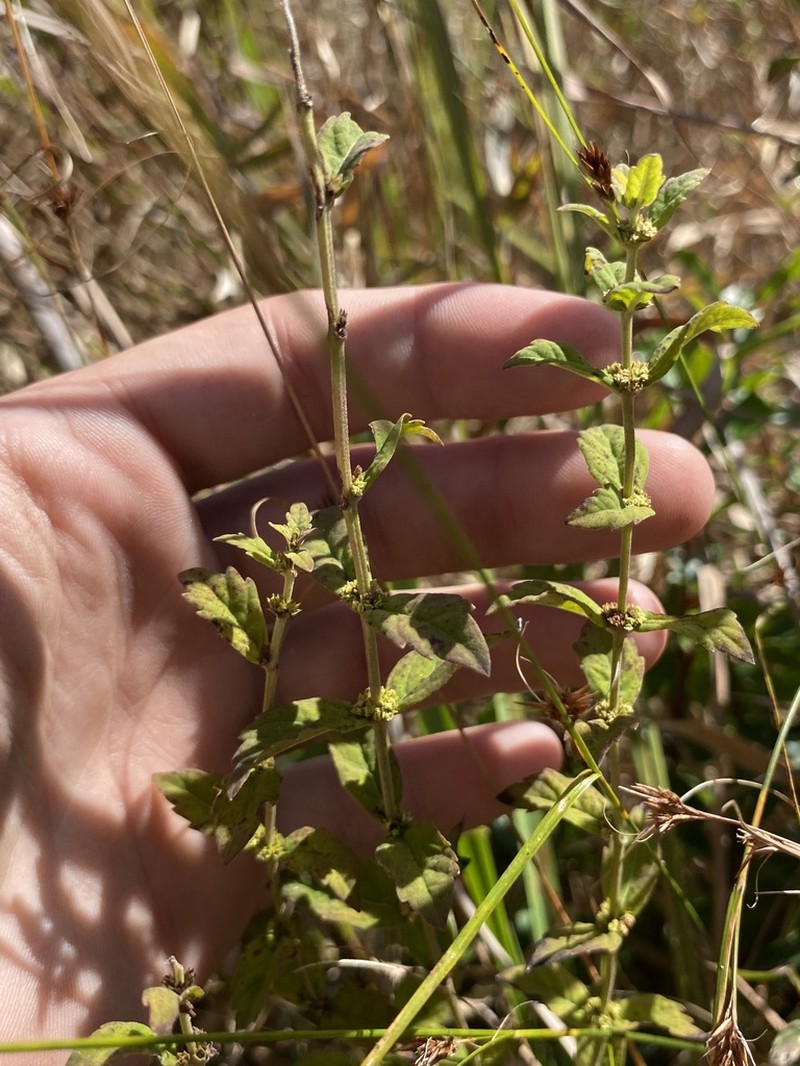 Carolina Water Horehound photo 3