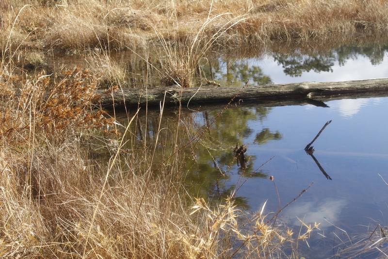 Carolina Water Horehound photo 4