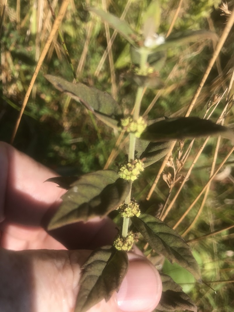 Carolina Water Horehound photo 5