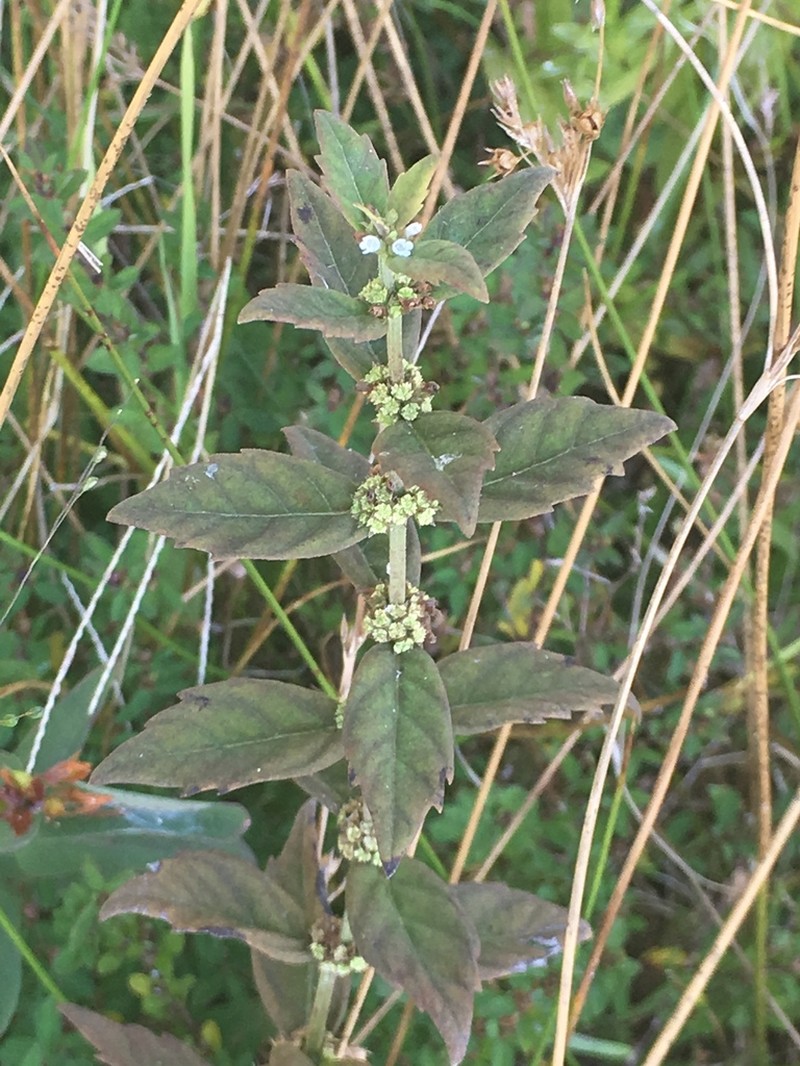 Carolina Water Horehound photo 7