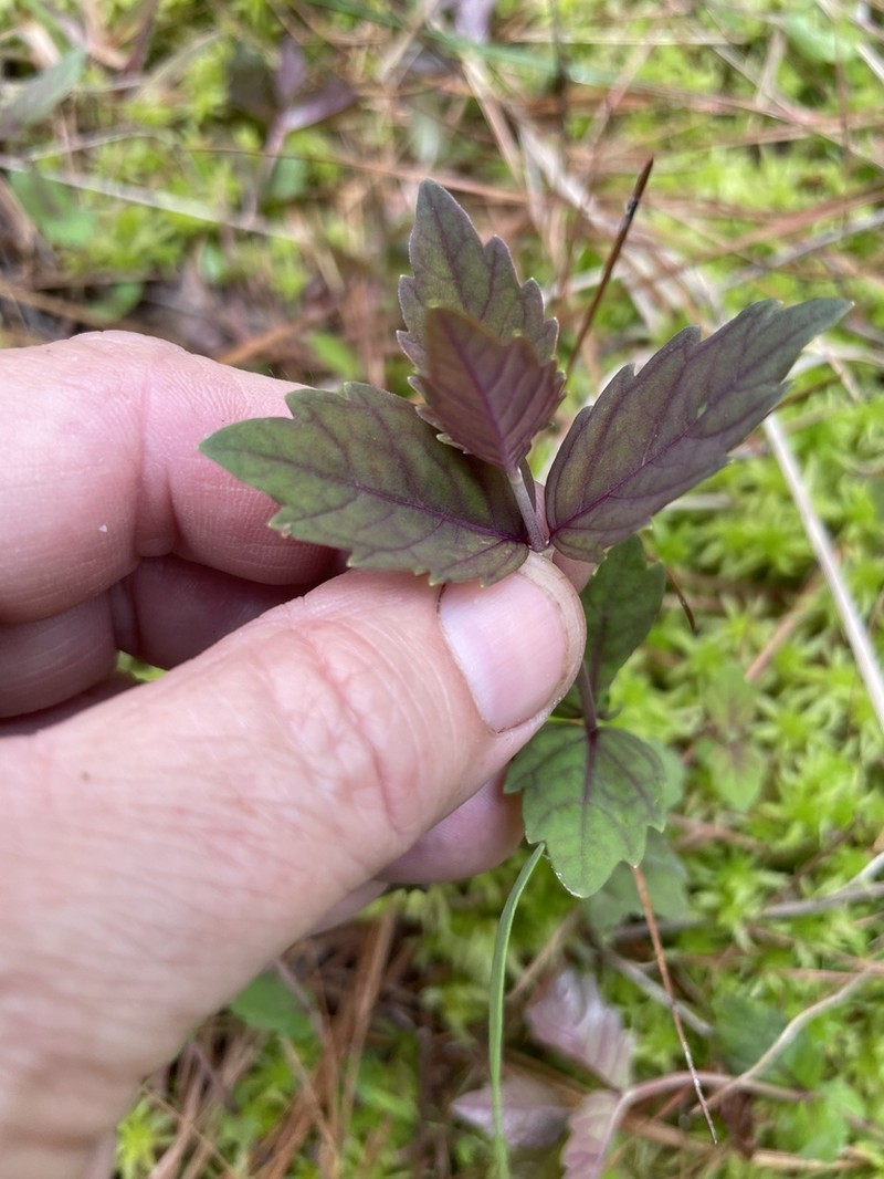 Carolina Water Horehound photo 8