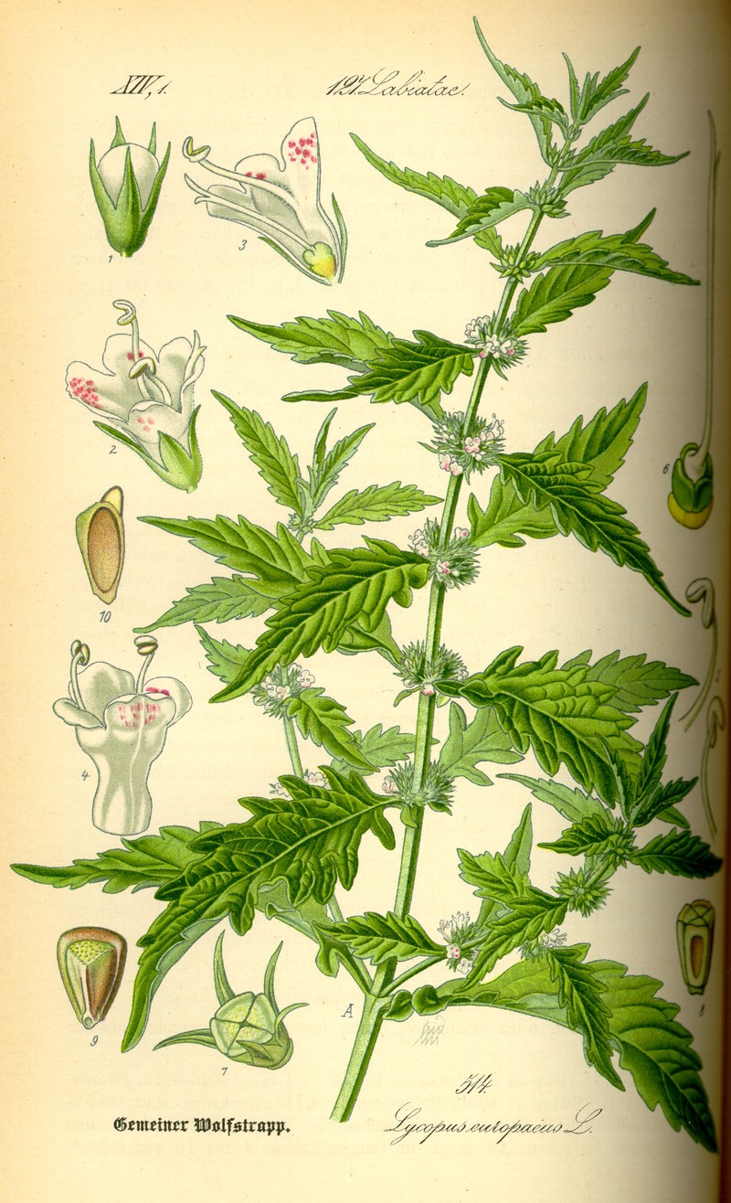 Gypsywort photo 2