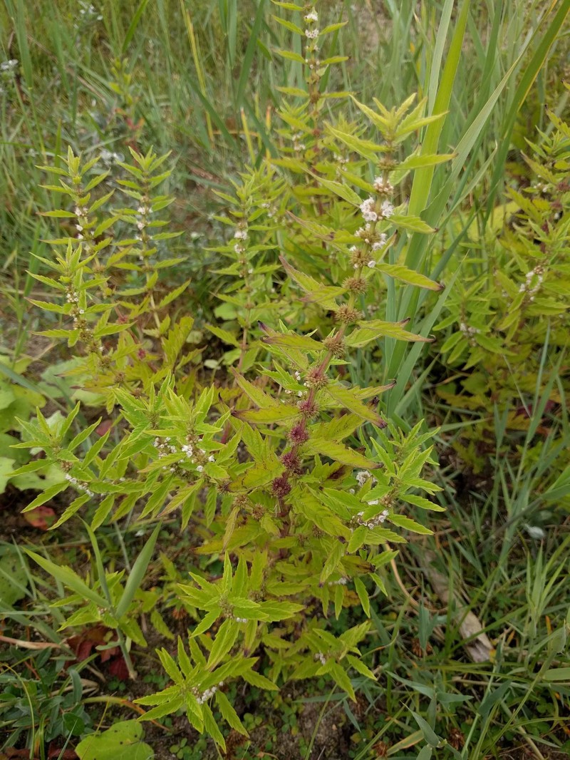 Gypsywort photo 3