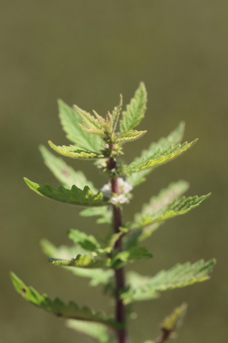 Gypsywort photo 4