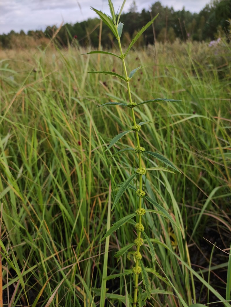 Gypsywort photo 5