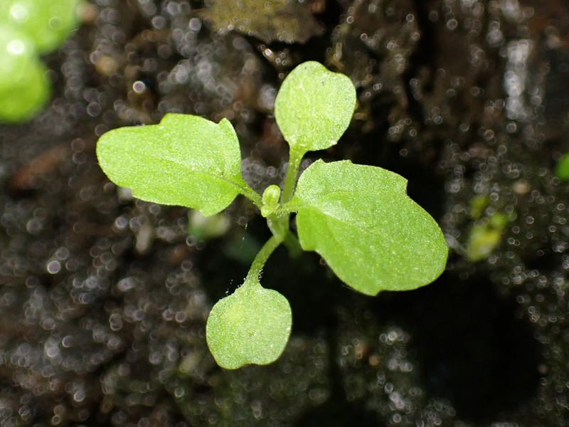 Gypsywort photo 6