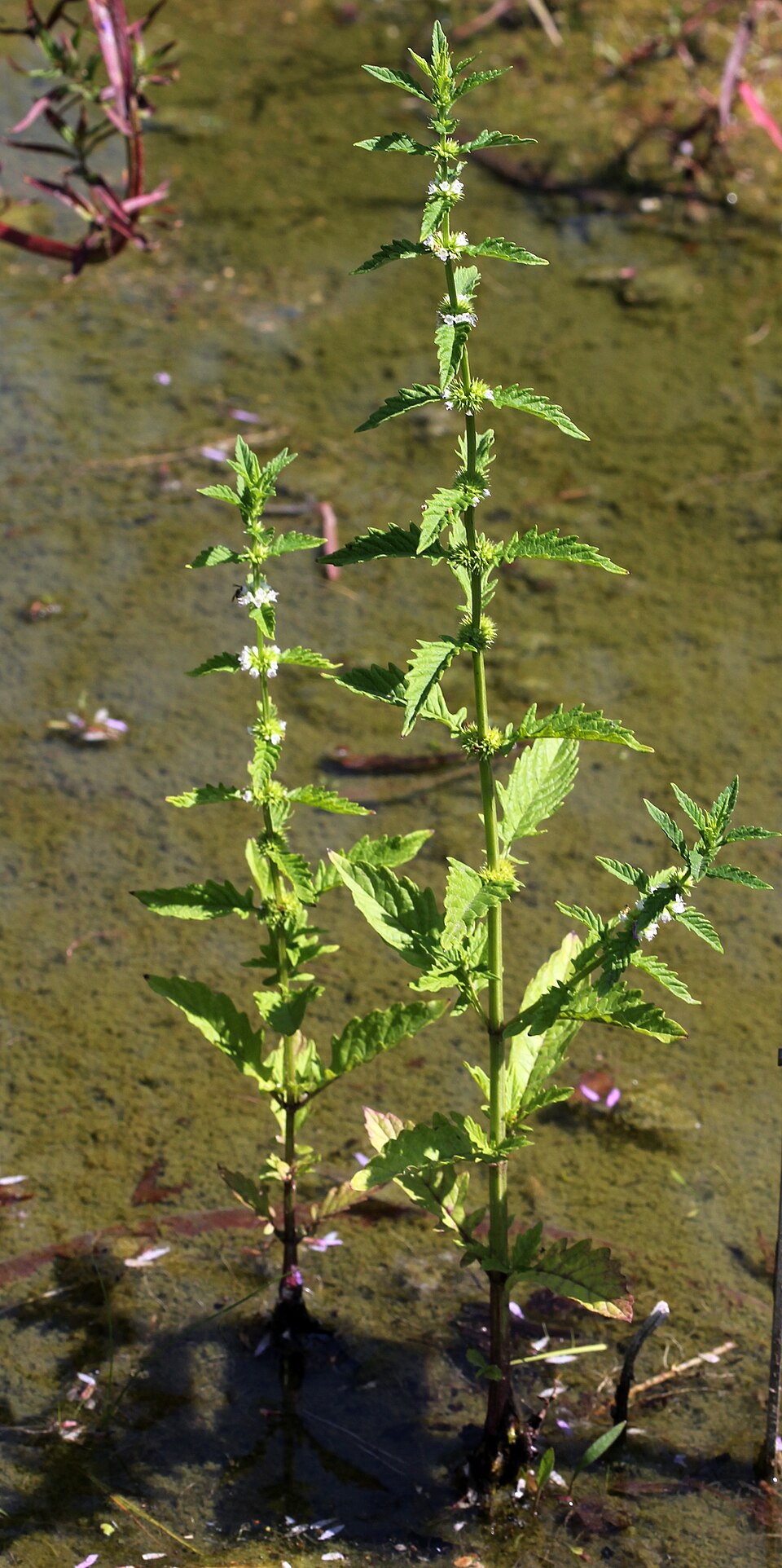 Gypsywort photo 7