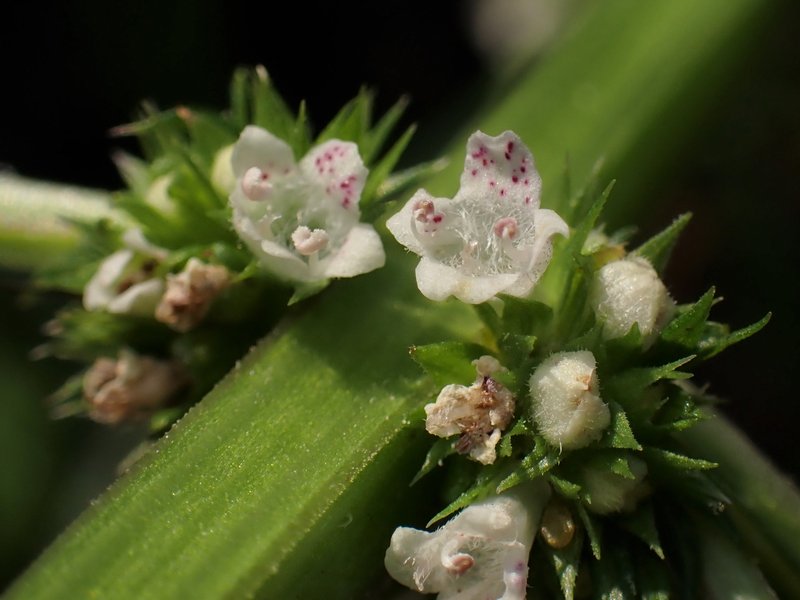 Gypsywort photo 8