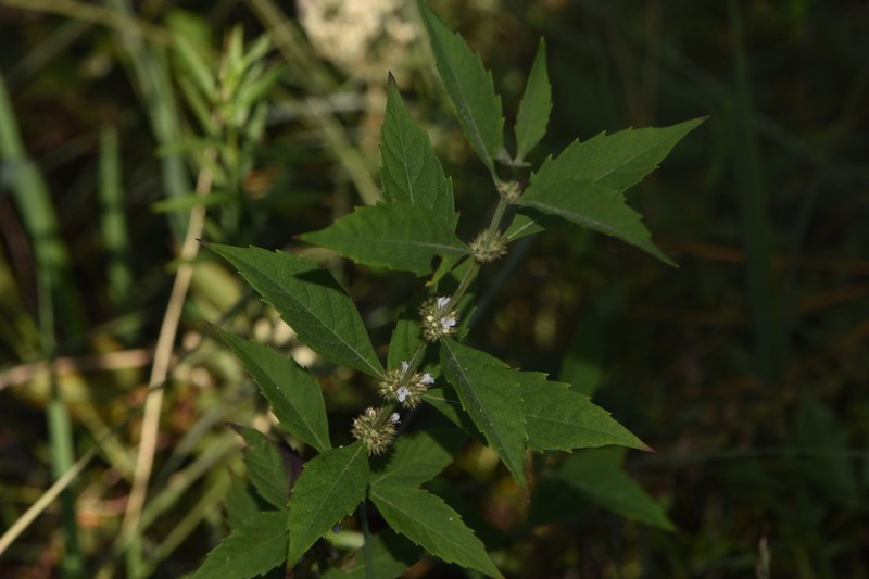 Lycopus glandulosus photo 2