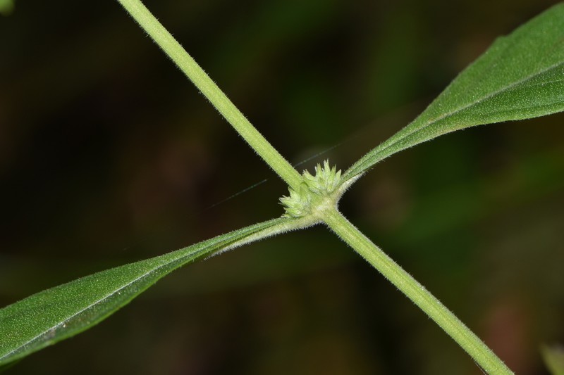Lycopus glandulosus photo 3