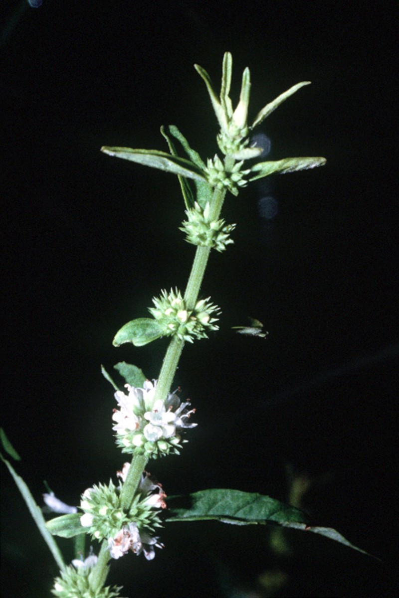 Taperleaf Water Horehound