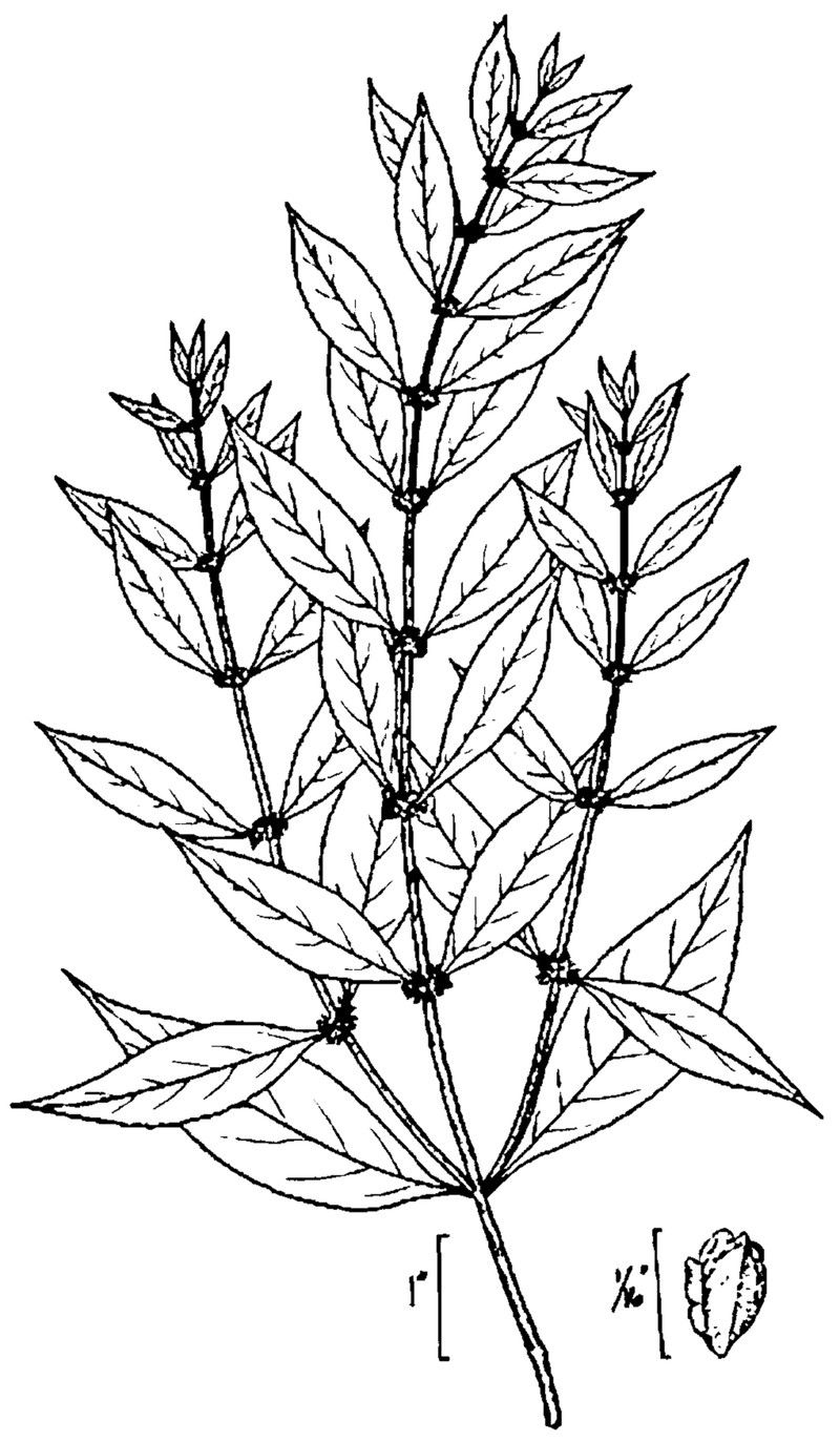 Taperleaf Water Horehound photo 2