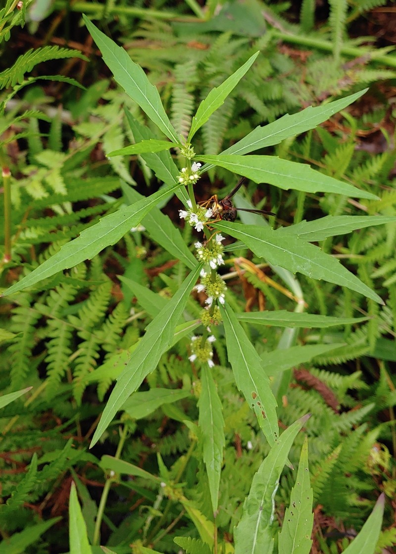 Taperleaf Water Horehound photo 7