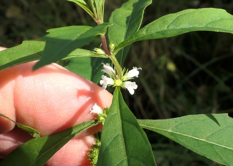 Taperleaf Water Horehound photo 2