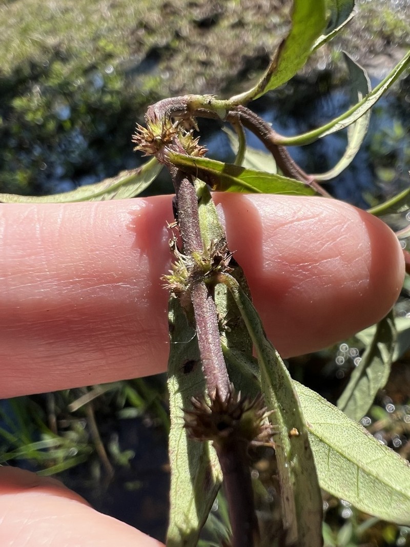 Taperleaf Water Horehound photo 3