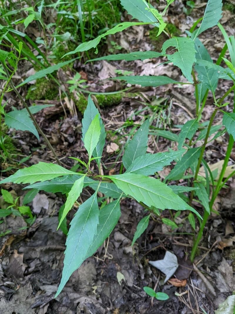 Taperleaf Water Horehound photo 4