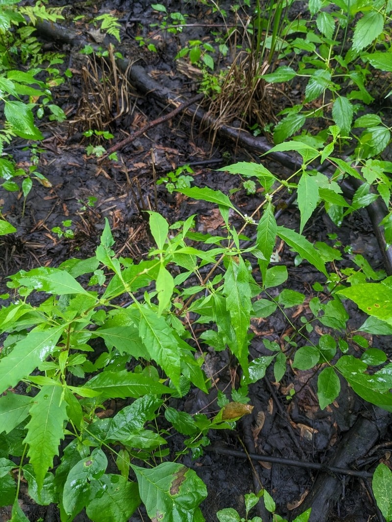Taperleaf Water Horehound photo 5