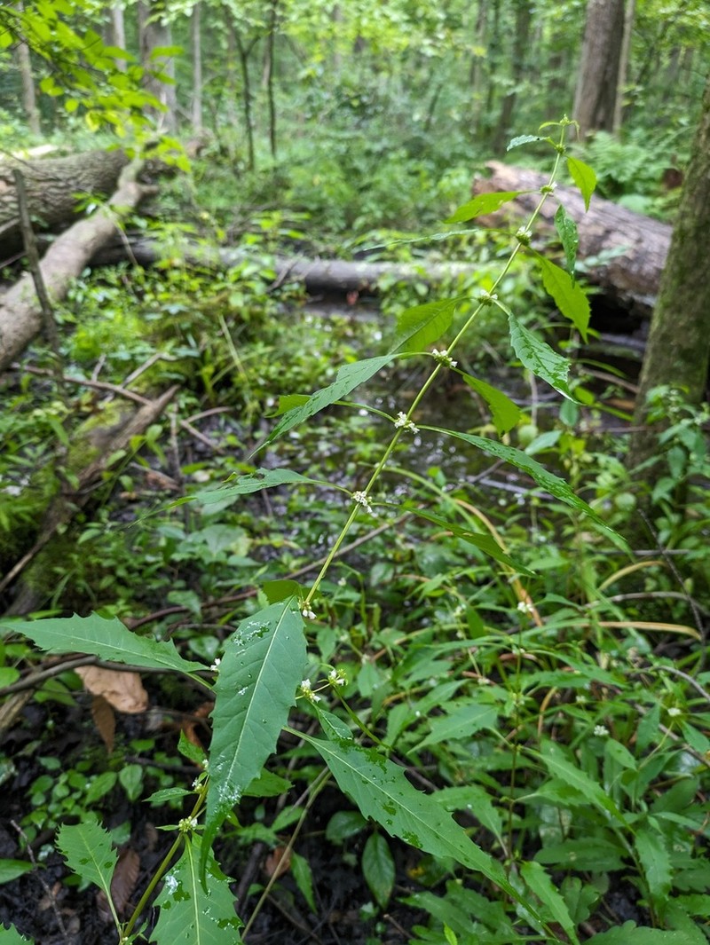 Taperleaf Water Horehound photo 6