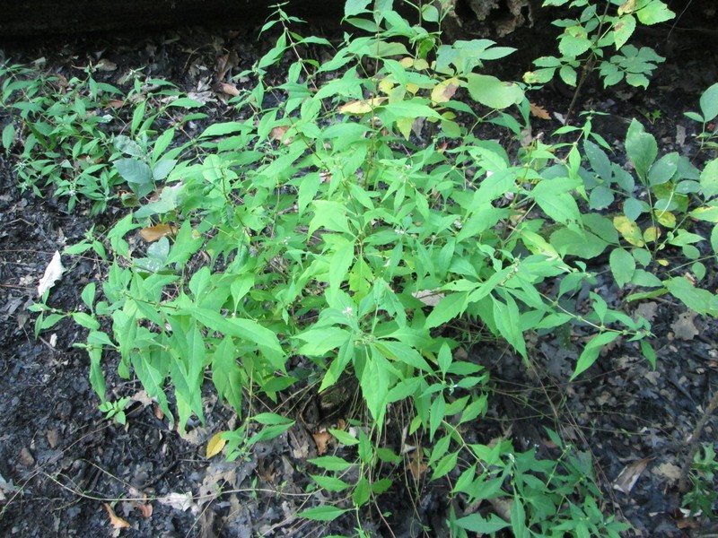 Taperleaf Water Horehound photo 7