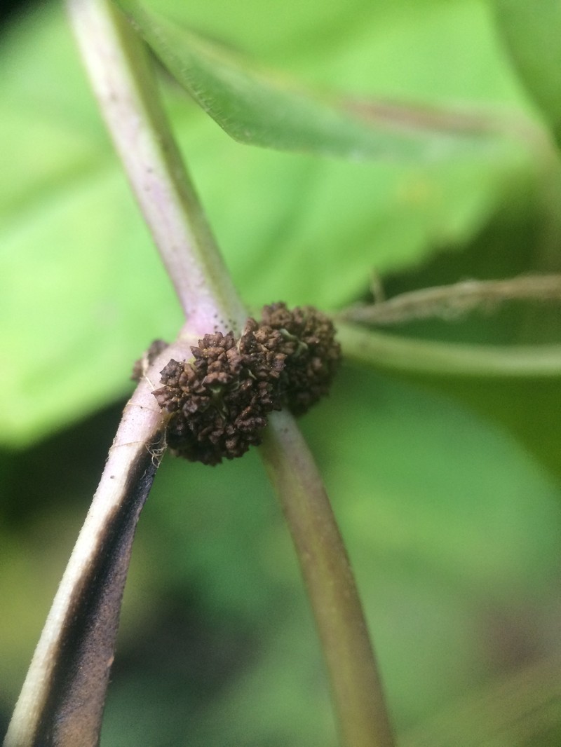 Waterhorehound photo 2