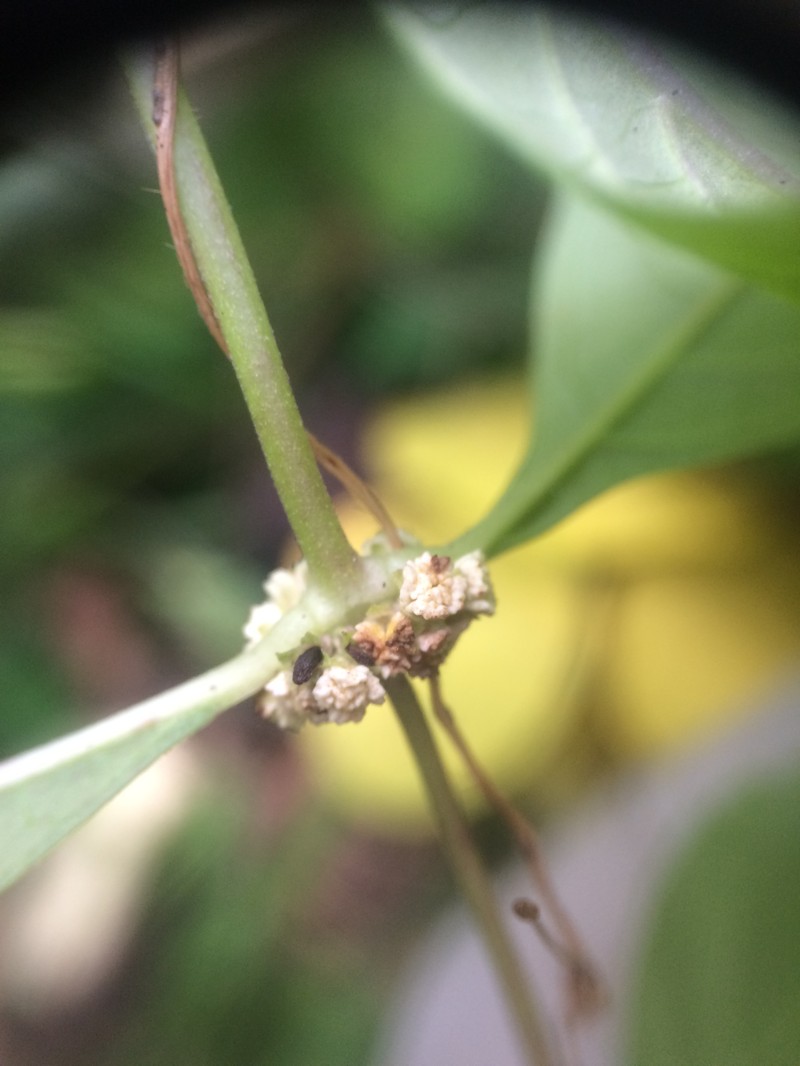 Waterhorehound photo 3