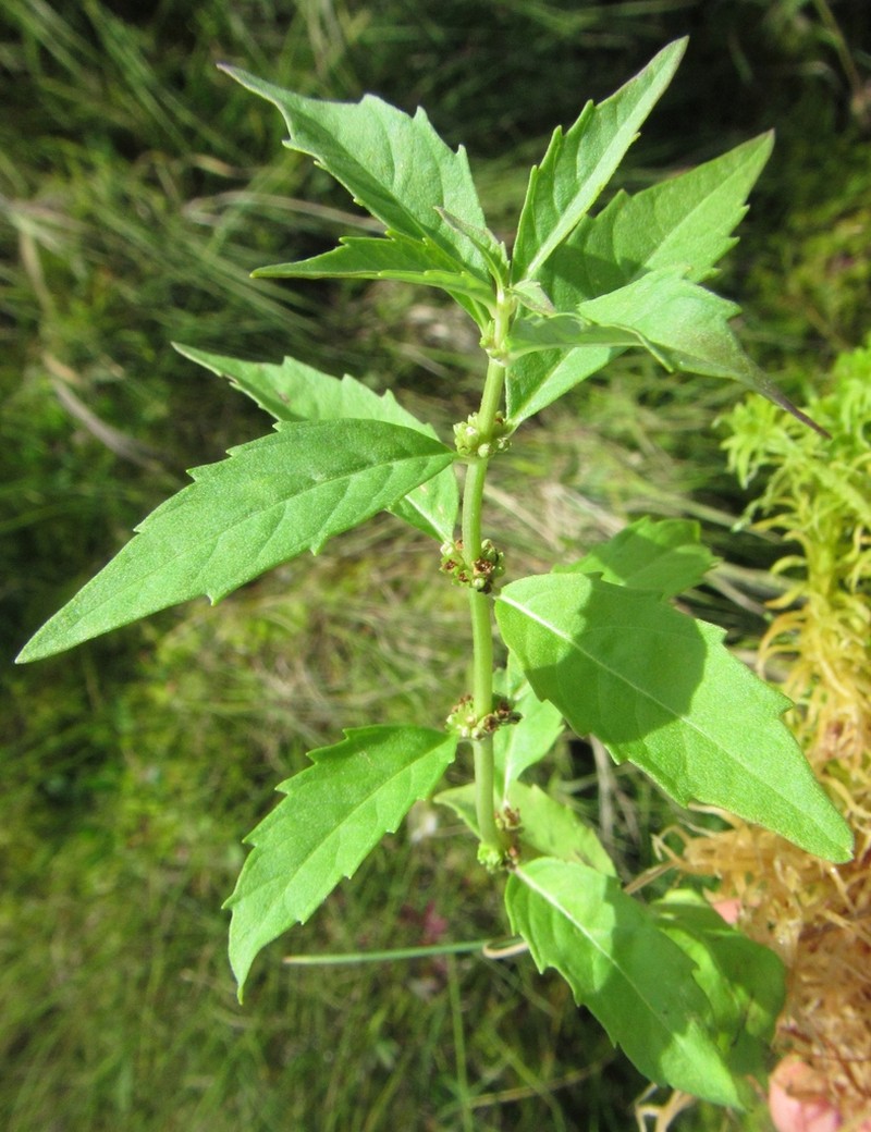 Northern Bugleweed photo 2