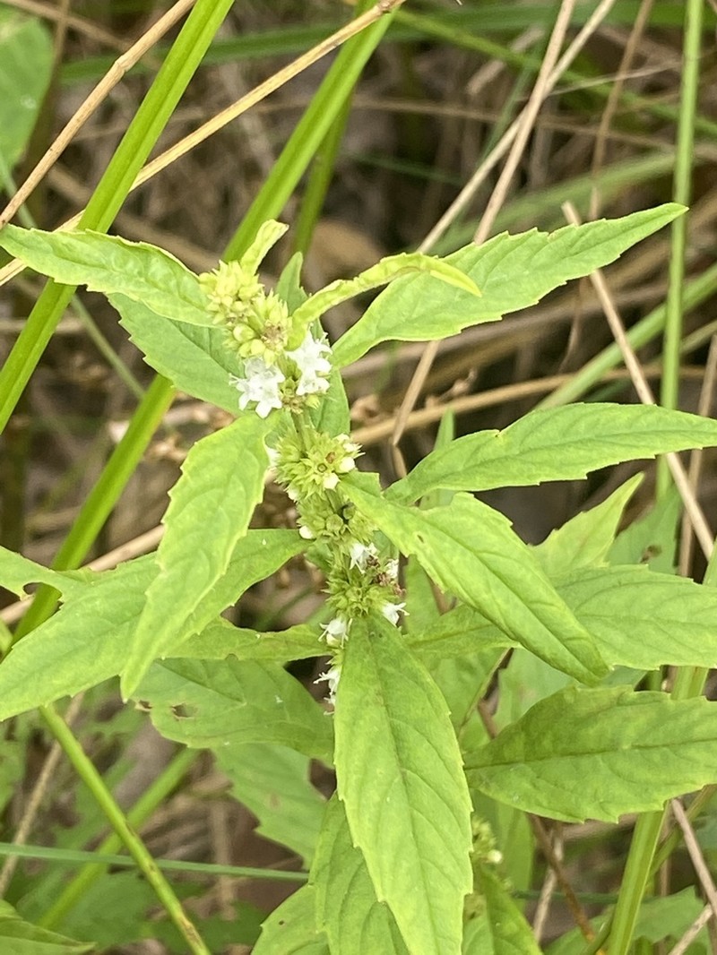 Northern Bugleweed photo 3