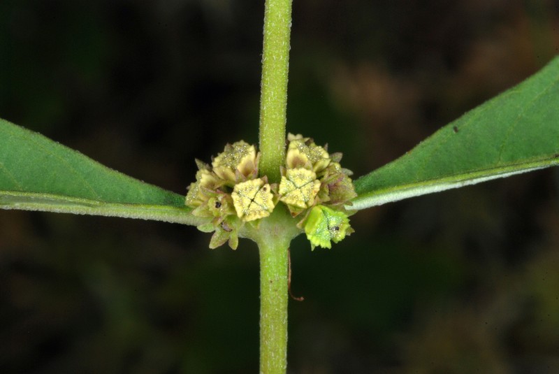 Northern Bugleweed photo 4