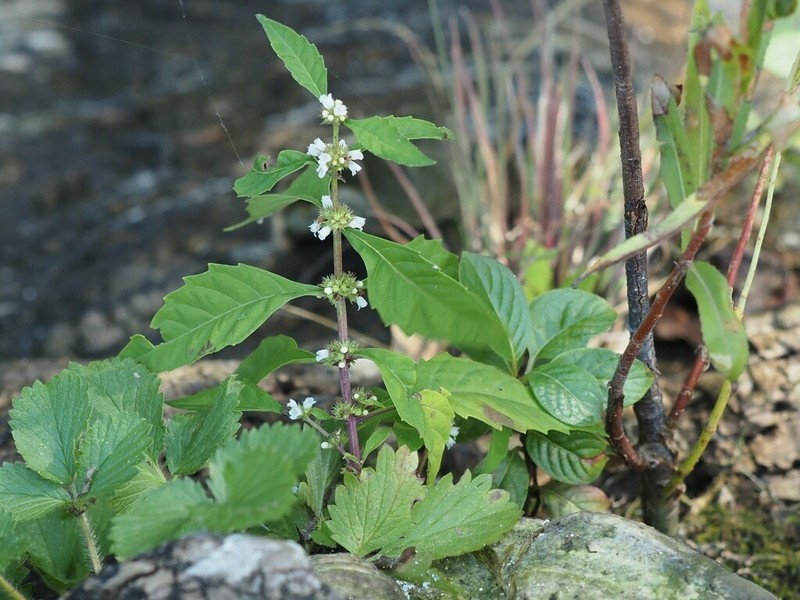 Northern Bugleweed photo 5