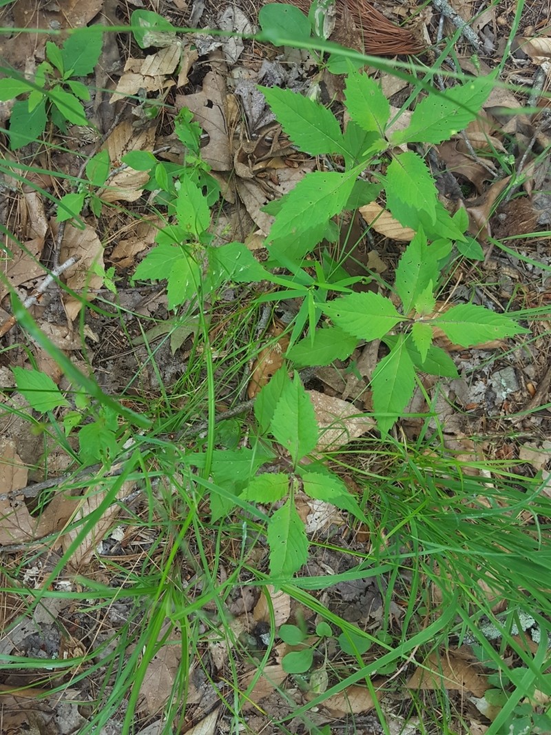 Northern Bugleweed photo 6