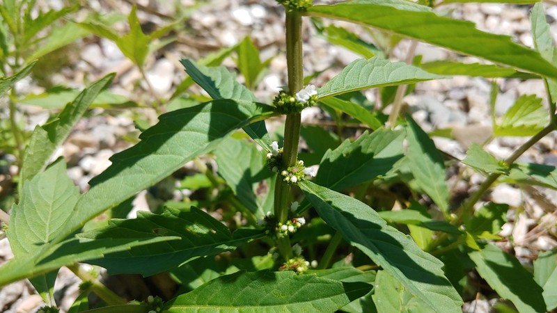 Northern Bugleweed photo 7