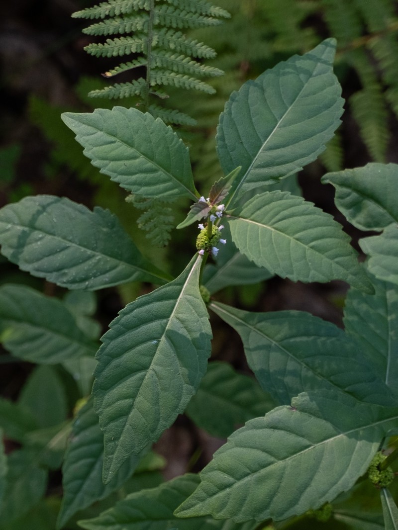 Virginia Water Horehound