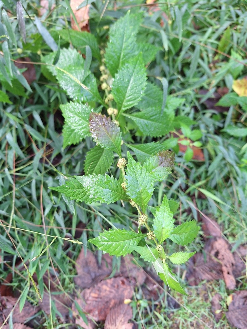 Virginia Water Horehound photo 2