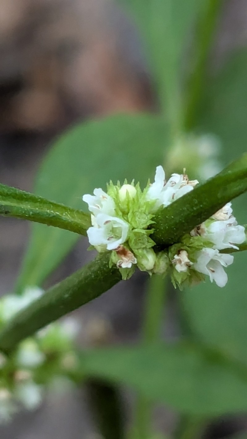 Virginia Water Horehound photo 3