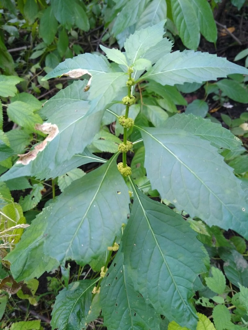 Virginia Water Horehound photo 4