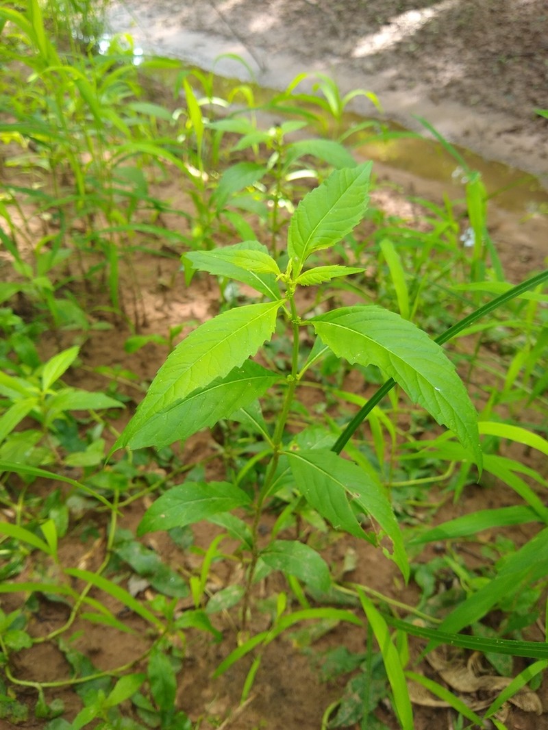Virginia Water Horehound photo 5