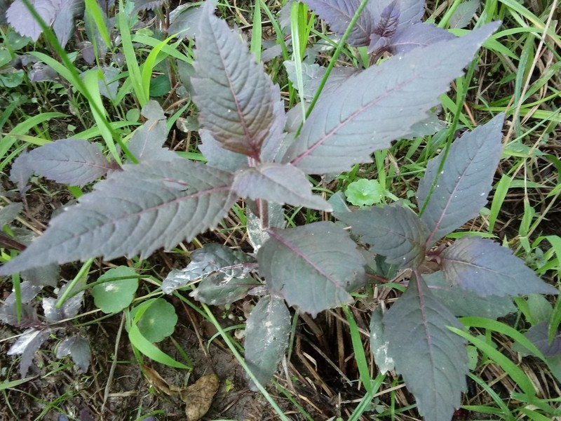 Virginia Water Horehound photo 6
