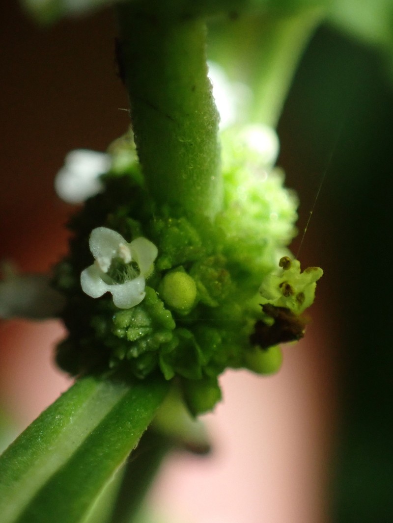 Virginia Water Horehound photo 7