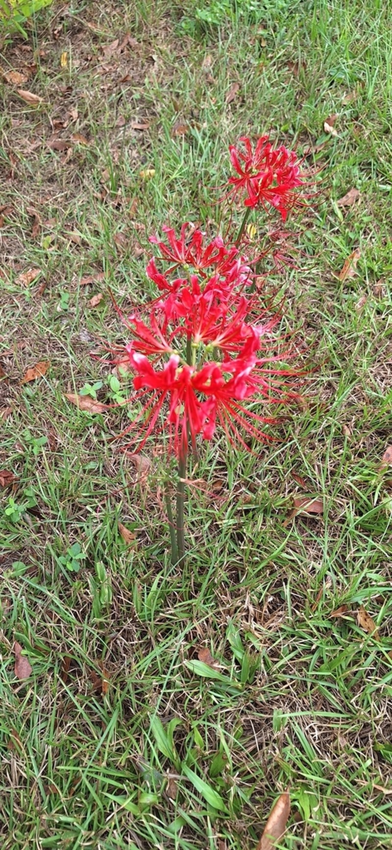 Lycoris chunxiaoensis