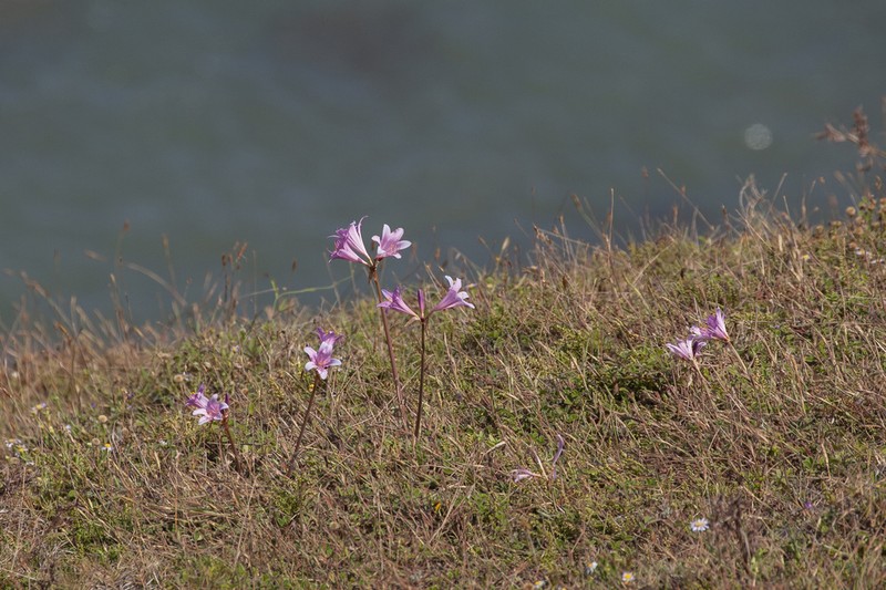 Lycoris insularis