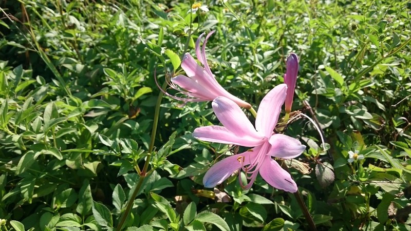 Lycoris insularis photo 2