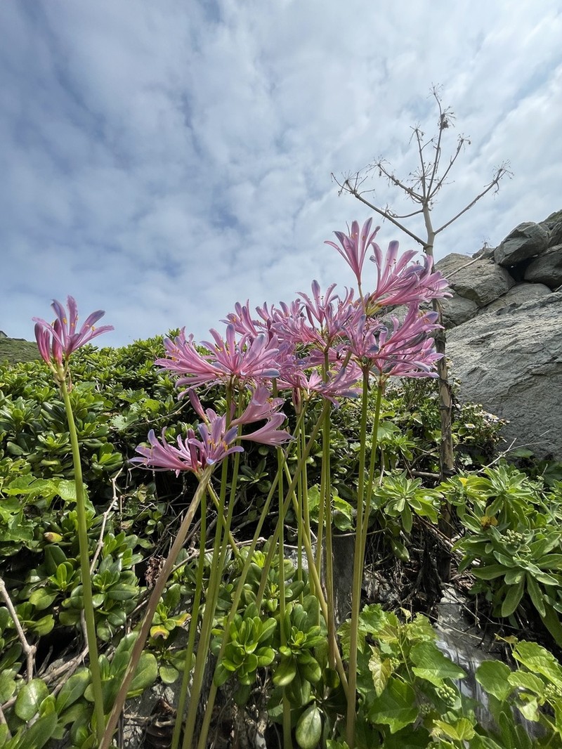 Lycoris insularis photo 3