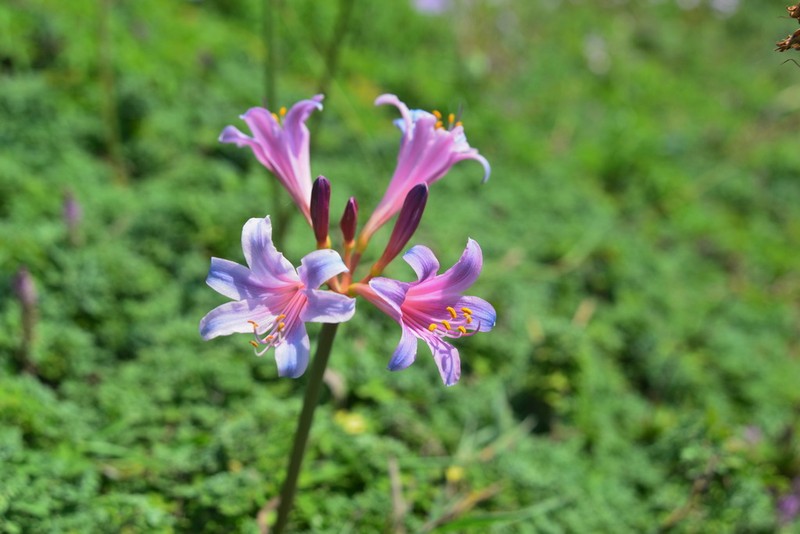 Lycoris insularis photo 4